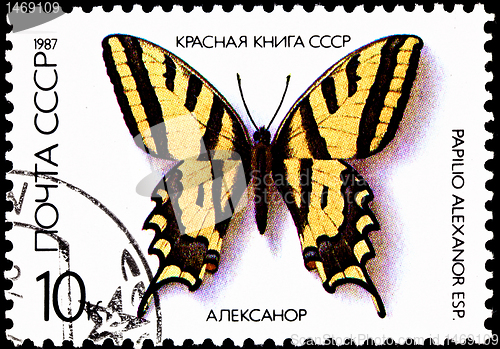 Image of Papilio Alexanor, Yellow Swallowtail Butterfly