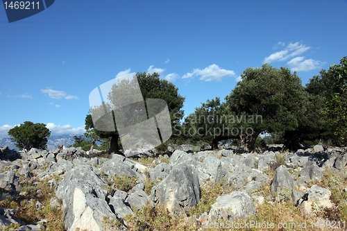 Image of Olive grove