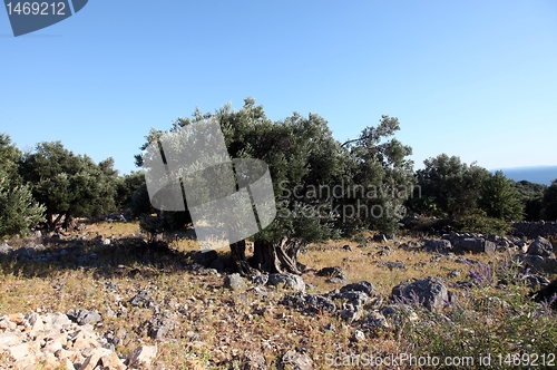 Image of Olive grove