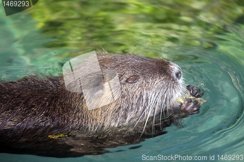 Image of Nutria