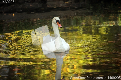 Image of Swan