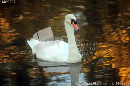 Image of Swan