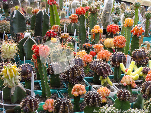 Image of Top grafting  decorative succulents