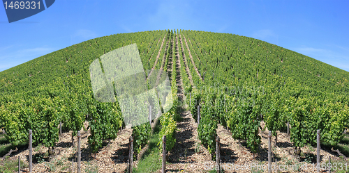 Image of Vineyard