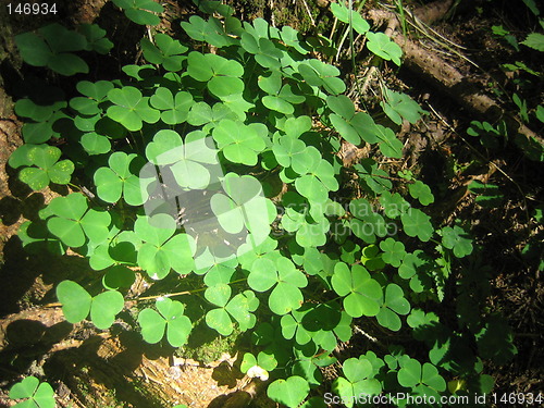 Image of Clover field