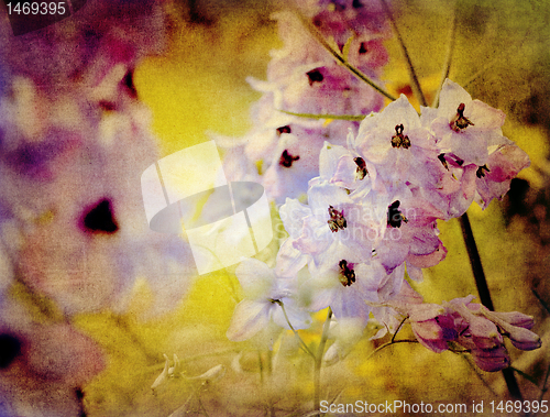 Image of vintage delphinium - larkspur