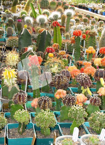 Image of Top grafting  decorative succulents