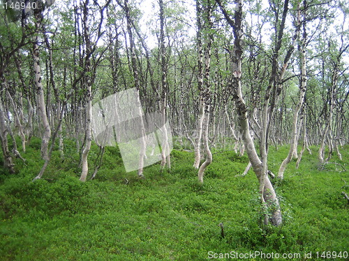 Image of Dancing trees