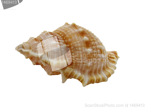 Image of sea shell