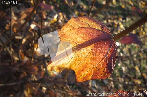 Image of Autumn leave