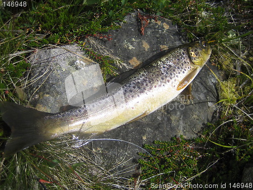 Image of Mountain trout