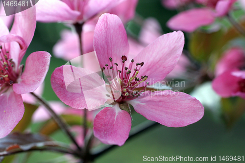 Image of Fruit flowers in the earliest springtime