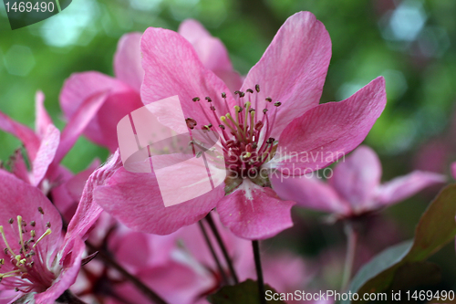 Image of Fruit flowers in the earliest springtime