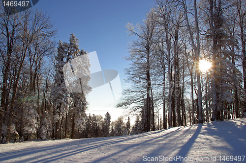 Image of Winter landscape