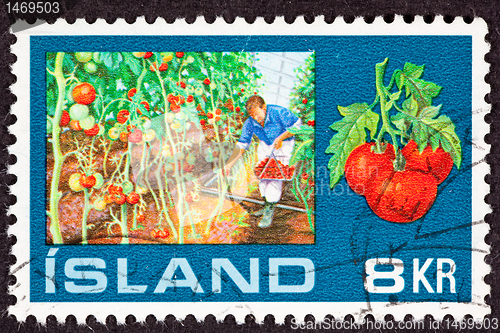 Image of Greenhouse Hothouse Man Harvesting Tomato Vine