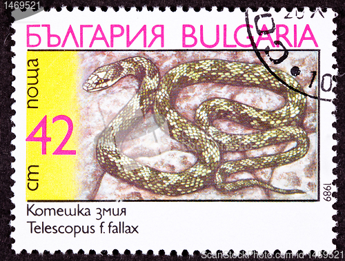 Image of Canceled Bulgarian Postage Stamp Coiled European Cat Snake, Tele