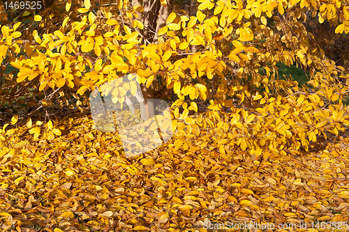 Image of Yellow Leaves Falling Star Magnolia Tree in Autumn