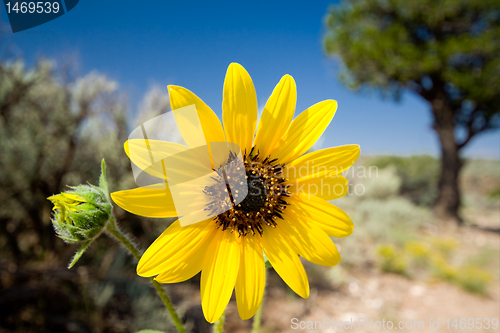 Image of Yellow Desert Showy Sunflower Helianthus laetiflorus New Mexico
