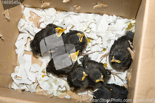 Image of Group of Hungry Baby Birds in Cardboard Box, Shanghai China