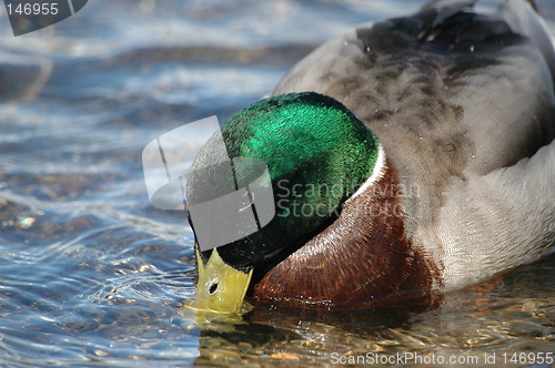 Image of mallard