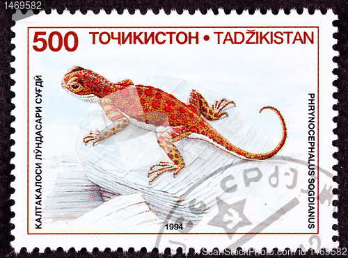 Image of Canceled Tajikistan Postage Stamp Spotted Toadhead Agama Lizard 