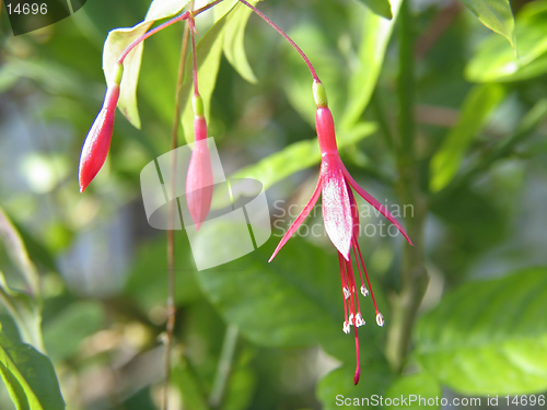 Image of Fuchsia flowers