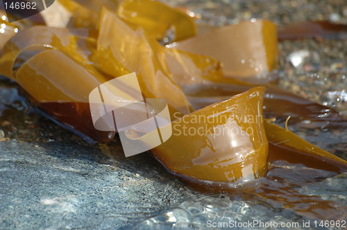 Image of seaweed