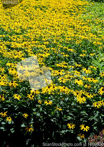 Image of Full Frame Field of Brown/Black Eyed Susan Flowers, Yellow