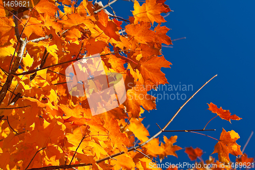 Image of Backlit Orange, Red, Yellow Maple Leaves on Tree Fall Autumn