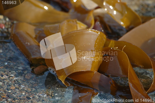 Image of seaweed