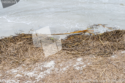 Image of Reeds Washed Up on Beach Hilton Head, South Carolina 