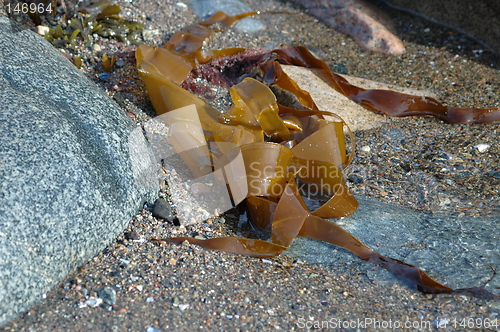 Image of seaweed