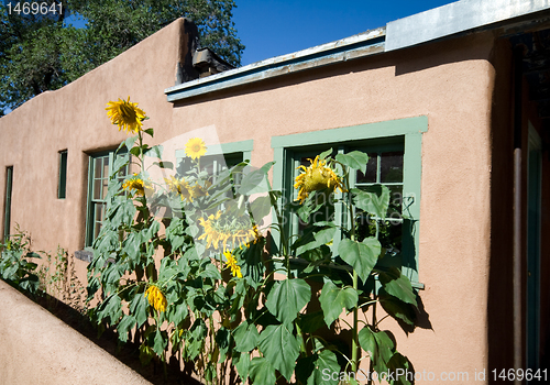 Image of Sunflower Row Along Adobe House Santa Fe, New Mexico.