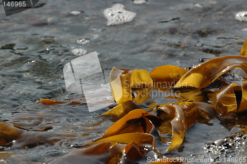 Image of seaweed