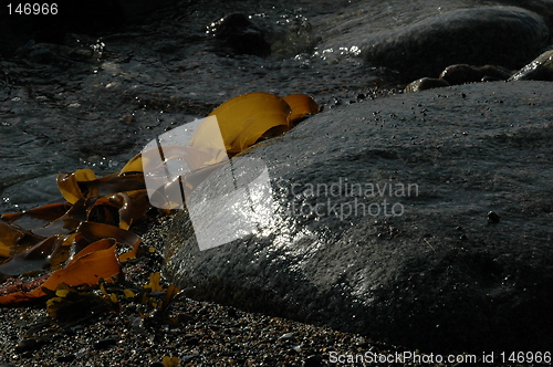 Image of seaweed