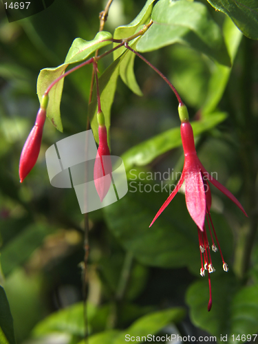 Image of Fuchsia flowers