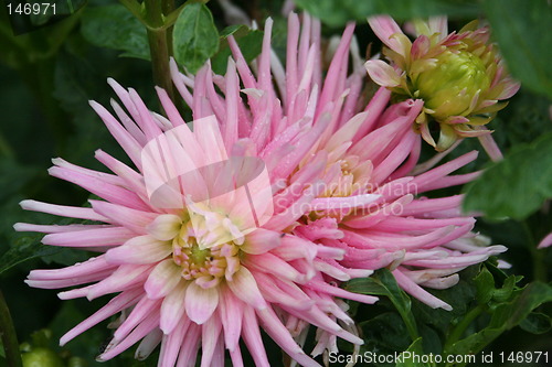 Image of Pink dahlia