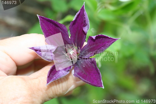 Image of Clematis