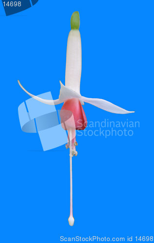 Image of Fuchsia flower on blue background