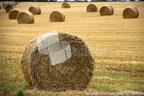 Image of Hayballs on a field