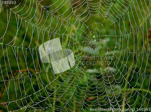 Image of Spider Web