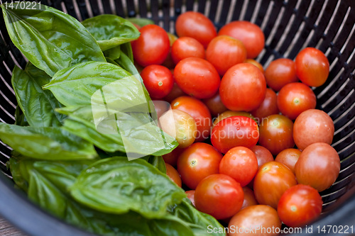 Image of Fresh Picked Grape Tomatoes and Green Basil