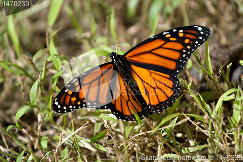 Image of Monarch Butterfly