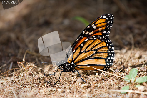 Image of Orange and Black Monarch Butterfly