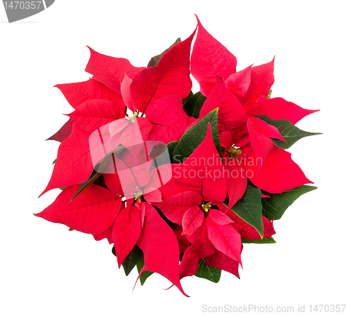 Image of Poinsettia - Euphorbia pulcherrima