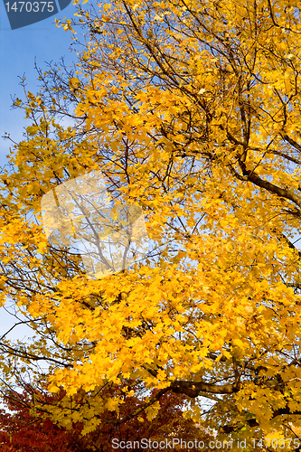 Image of Bunch Yellow Autumn Maple Leaves Tree