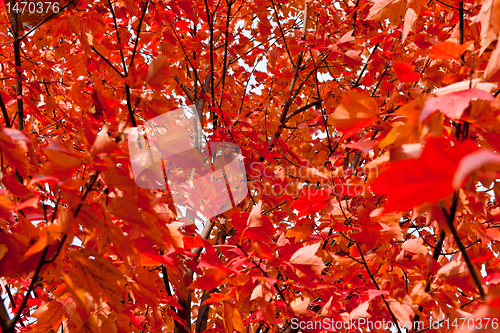 Image of Full Frame Bunch Orange Autumn Maple Leaves Tree