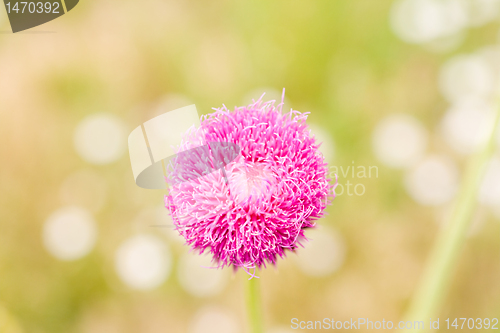 Image of Purple Thistle Wildflower New Mexico United States