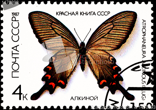 Image of Chinese Windmill Butterfly, Atrophaneura alcinous