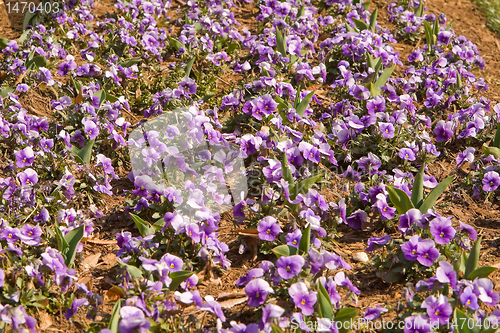 Image of Full Frame Purple Pansies Flower Garden